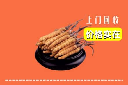 坪山区回收冬虫夏草